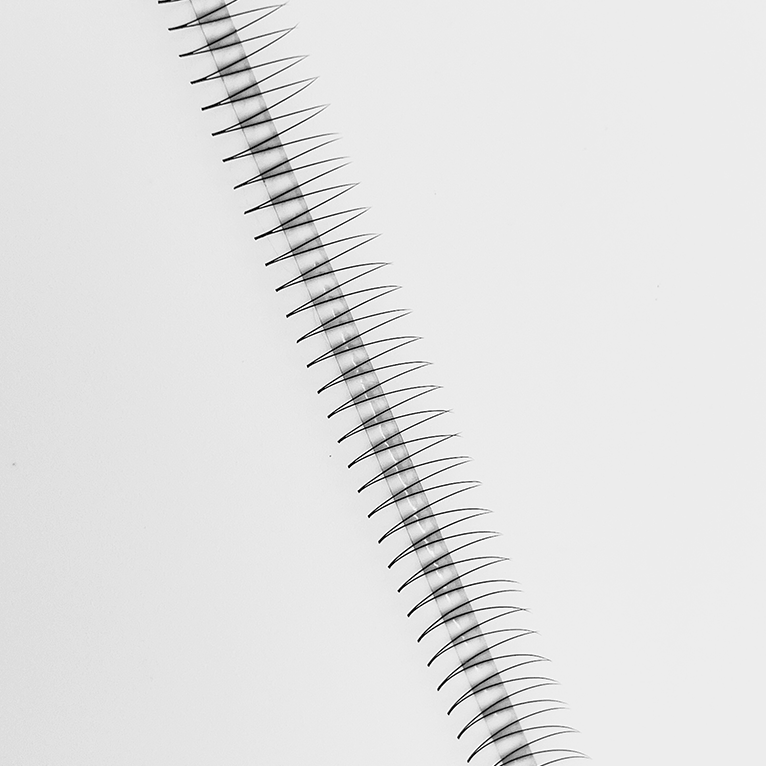 Narrow-Fan-Premade-fan-2D (1) Narrow-Fan-Premade-fan-2D (1)