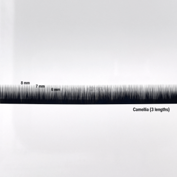 Camellia (3 lengths)