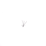 W Lashes